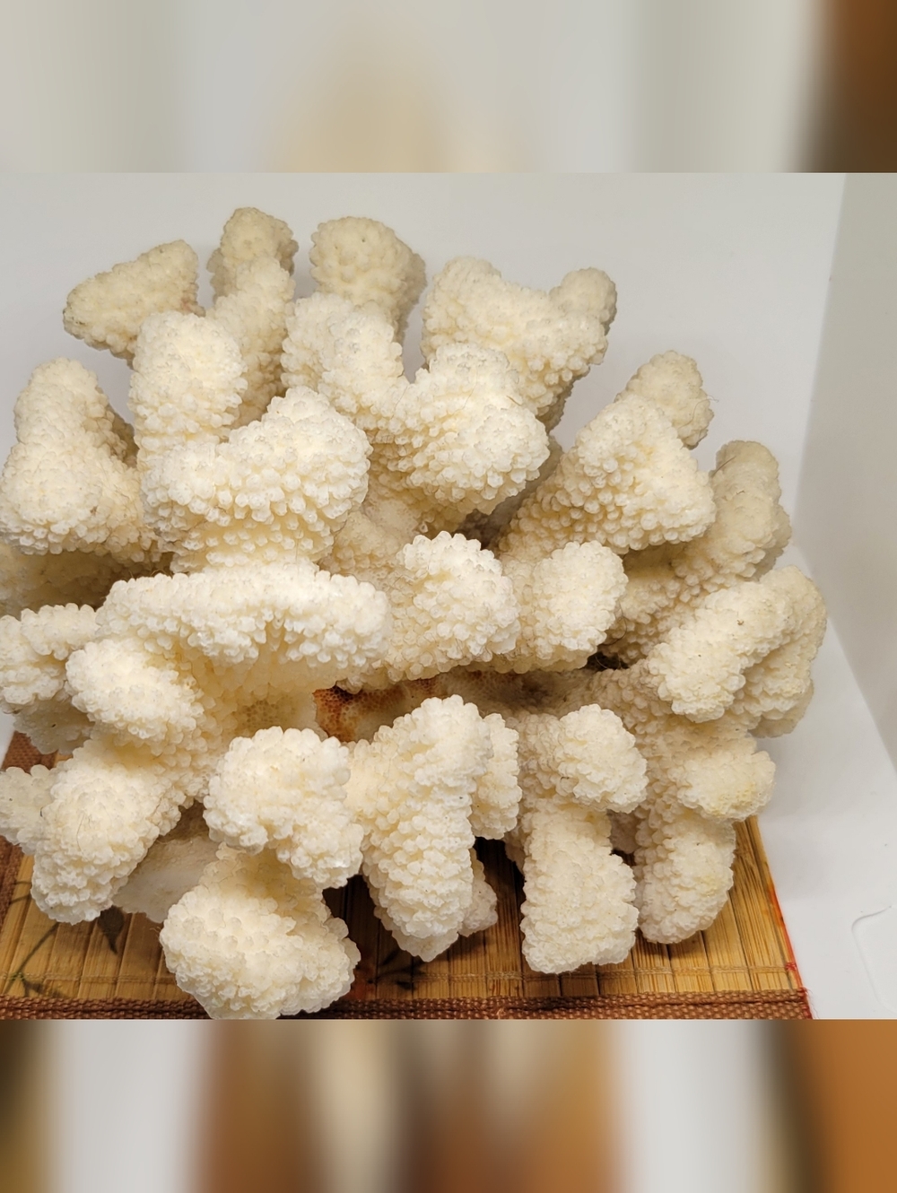 Vintage Natural White Ocean Coral Specimen Large - Picture 7 of 9